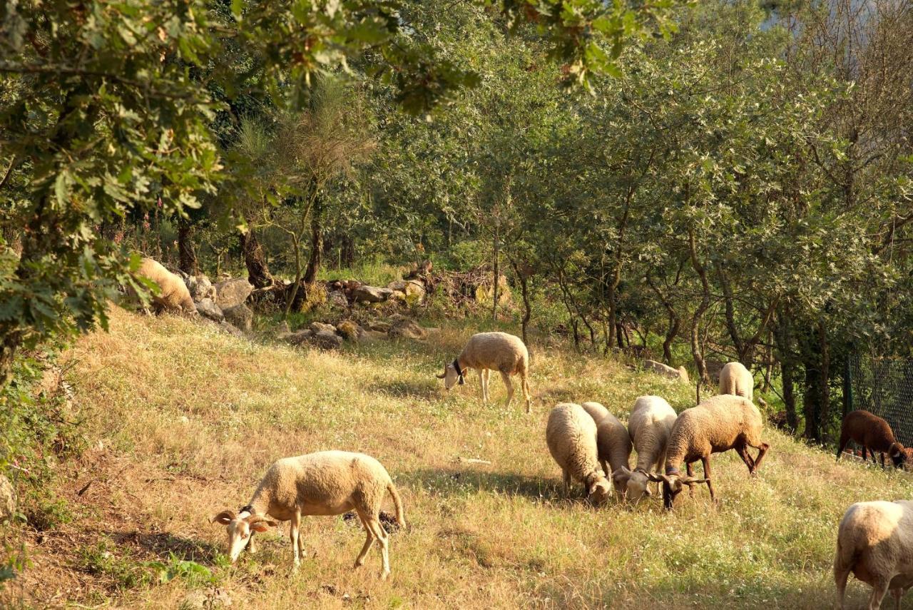 Quinta De S. Cipriano Villa Resende Ngoại thất bức ảnh